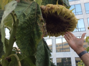 Ginormous sunflower